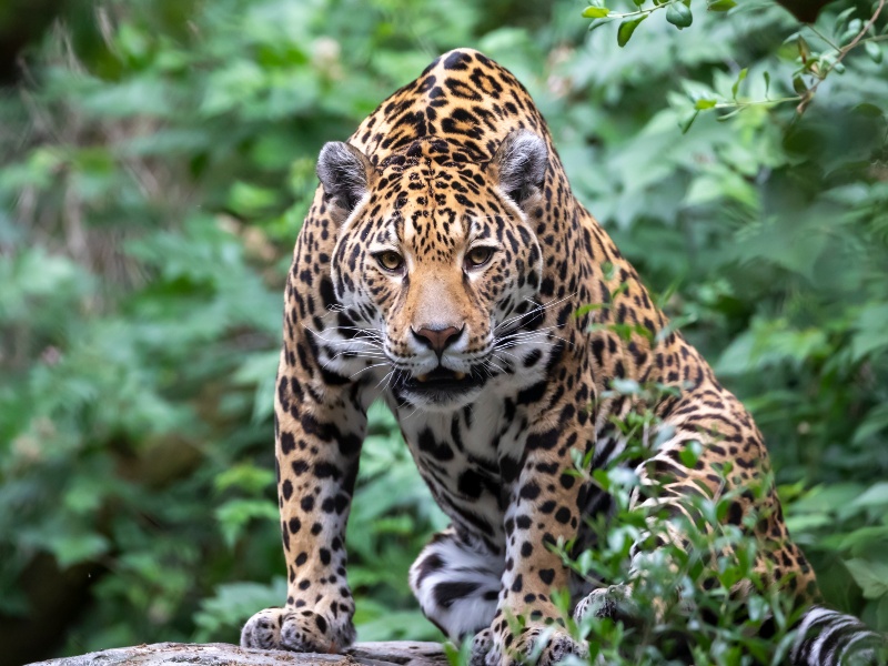 The 9 Rarest Animals Found in The Amazon Rainforest